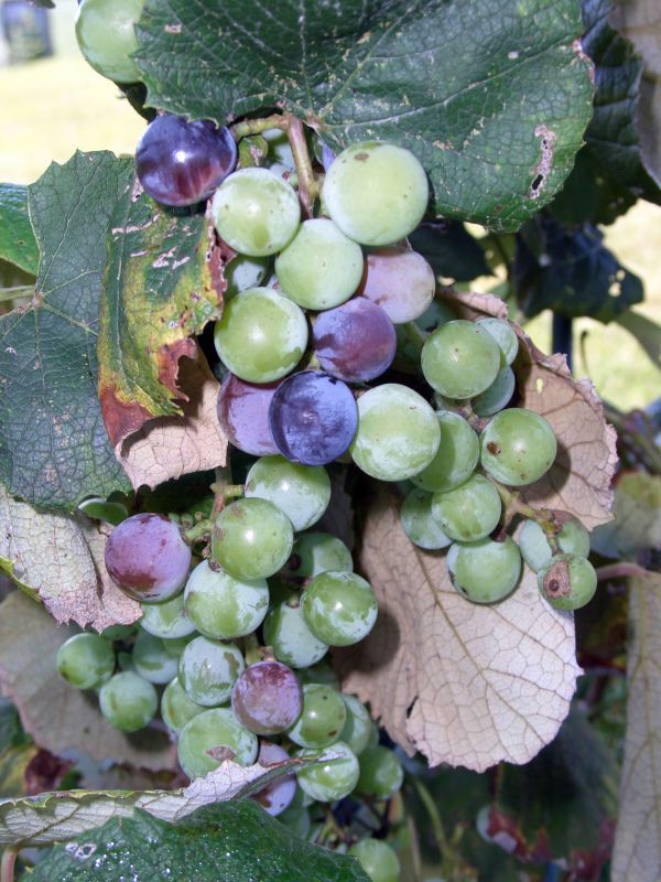 plant, grape, vine, wine, fruit, berry