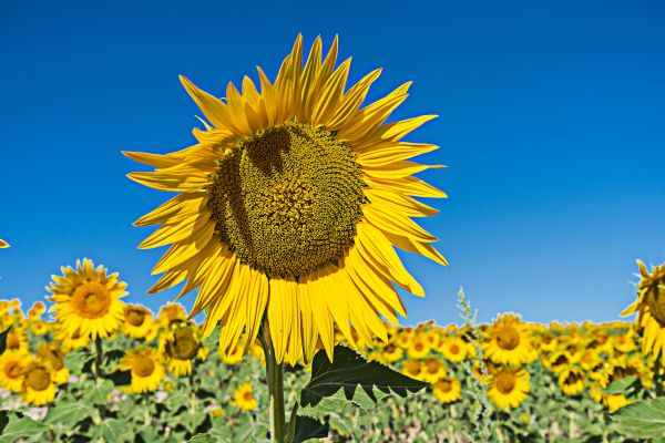 panorama, natureza, plantar, campo, pradaria, flor