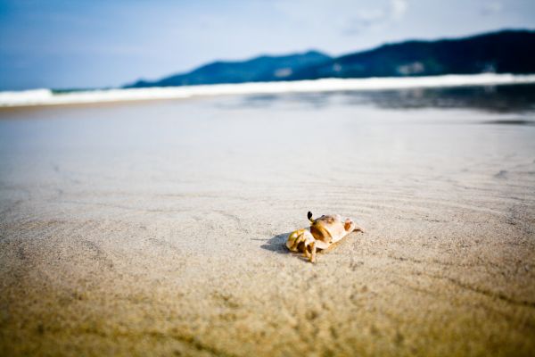 strand,hav,kust,vatten,natur,sand