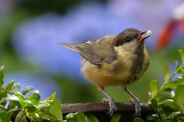 nature,bird,wildlife,beak,garden,young