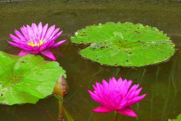 acqua,fiorire,pianta,foglia,fiore,petalo