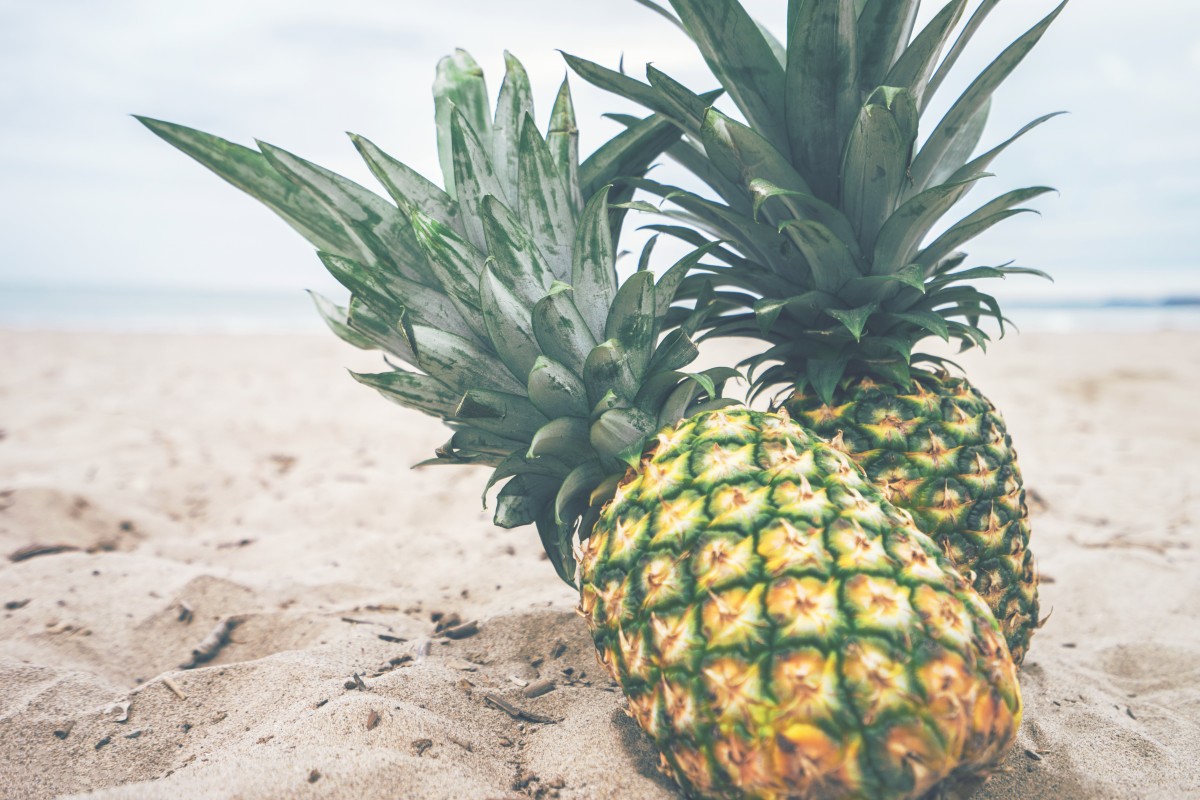 Sand, Pflanze, Frucht, Lebensmittel, produzieren, Botanik, Ananas, Kokosnuss, blühende Pflanze, Ananas, Bromeliaceae, Landanlage, Arecales