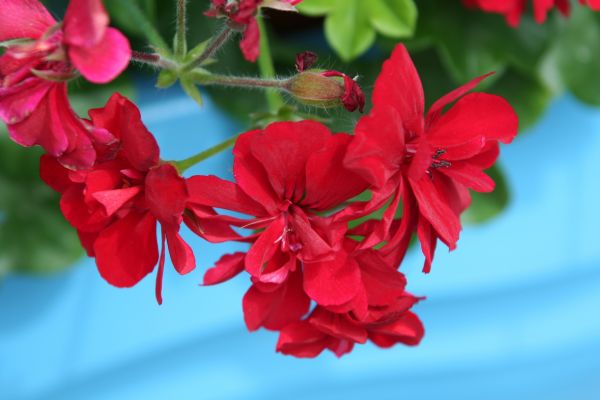 Natur,blühen,Pflanze,Blatt,Blume,Blütenblatt