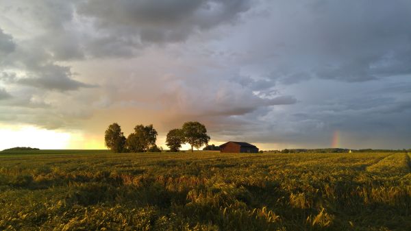 landskab, træ, natur, græs, udendørs, horisont