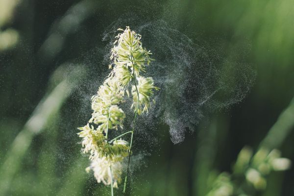 雲,自然,草,花,成長,工場