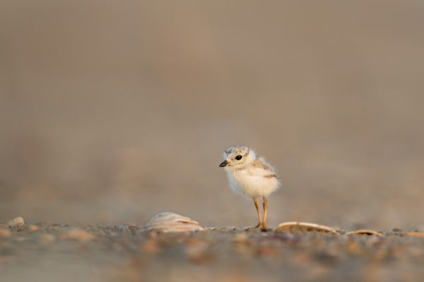 natură, pasăre, nisip, estompa, animal, drăguţ