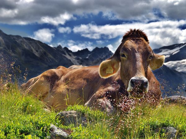 Landschaft,Natur,Gras,Berg,Wiese,Wildnis