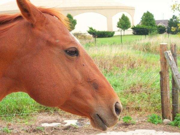 græs,græsning,hest,pattedyr,hingst,manke