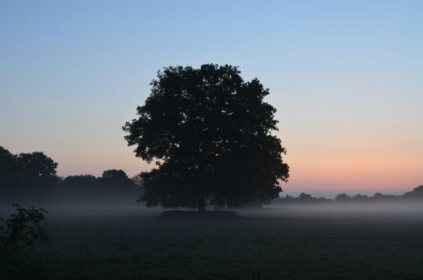 árbol,naturaleza,horizonte,nube,cielo,sol