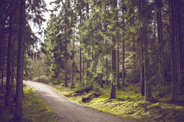 Baum, Natur, Wald, Pfad, Weg, Wildnis