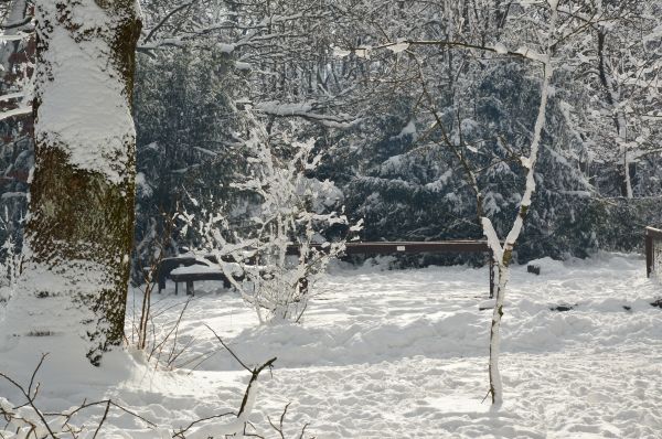 paysage,arbre,branche,neige,du froid,la nature