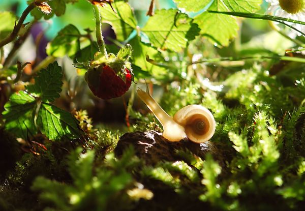 natura,foresta,erba,albero,ramo,leggero