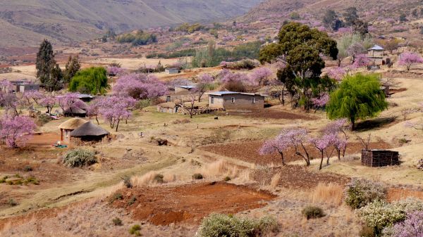 flor,primavera,paisaje,desierto,Valle,pueblo