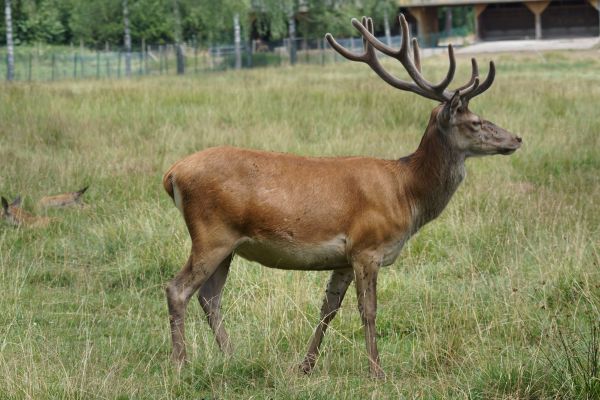 préri,vadvilág,szarvas,emlős,fauna,agancs