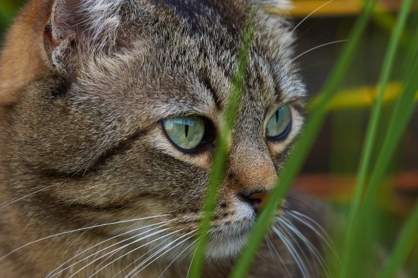 gras, foto, kat, zoogdier, fauna, detailopname