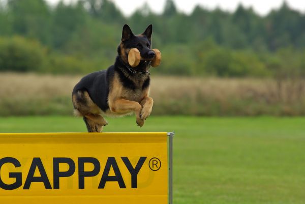 perro,animal,mamífero,Pastor alemán,vertebrado,competencia