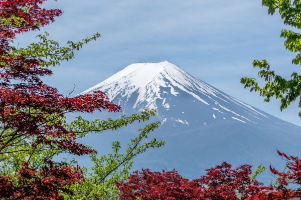 paisaje,árbol,naturaleza,al aire libre,montaña,planta