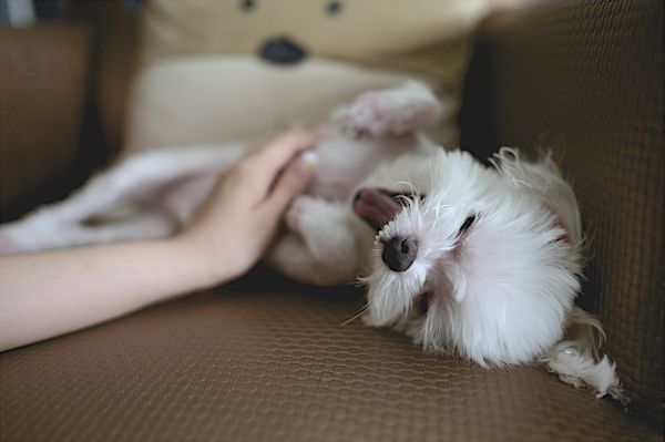 bianca,cucciolo,cane,animale,carina,canino