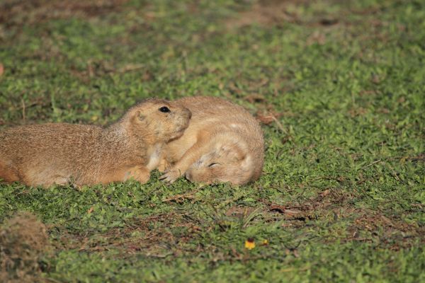 gras, wildlife, zoogdier, eekhoorn, knaagdier, fauna