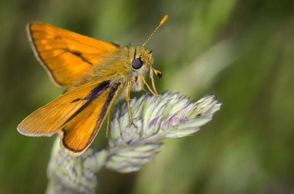 Natur,Flügel,Fotografie,Wiese,Prärie,Blume