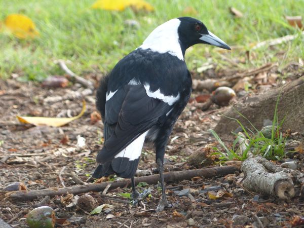 Vogel,Tierwelt,Schnabel,Fauna,Weiß,schwarz