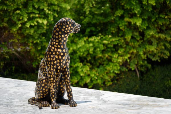 nikon,vilda djur och växter,Zoo,däggdjur,fauna,leopard