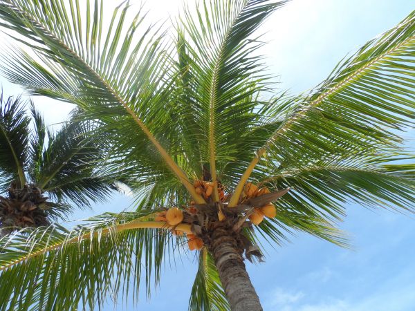 Strand, Baum, Ast, Pflanze, Himmel, Frucht