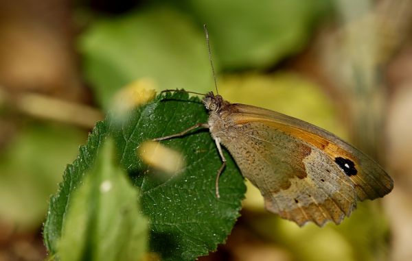 naturaleza, fotografía, hoja, flor, foto, fauna silvestre