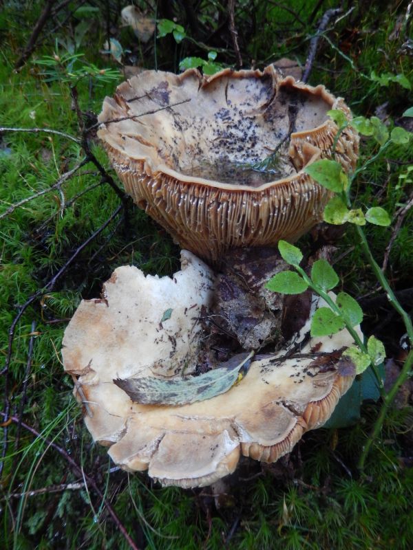 Baum, Natur, Pilz, Pilz, Holz, Kofferraum