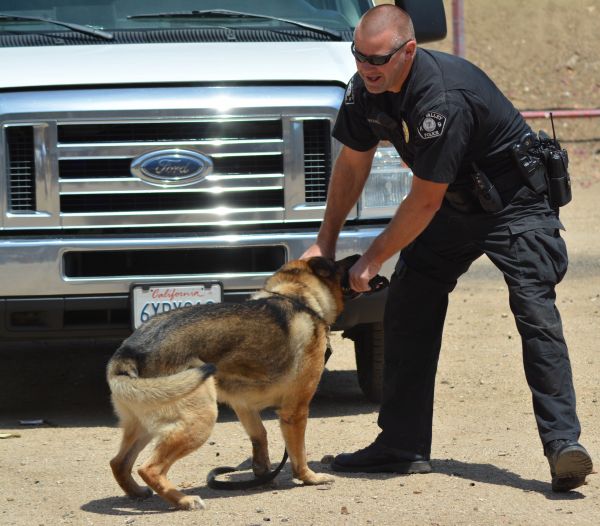 Hund,Säugetier,Strafverfolgung,Polizeihund,Straßenhund,Hund wie Säugetier