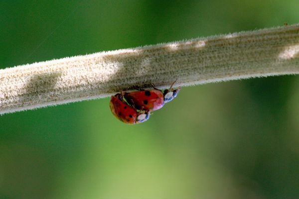 natura,fotografia,foglia,animale,verde,amore