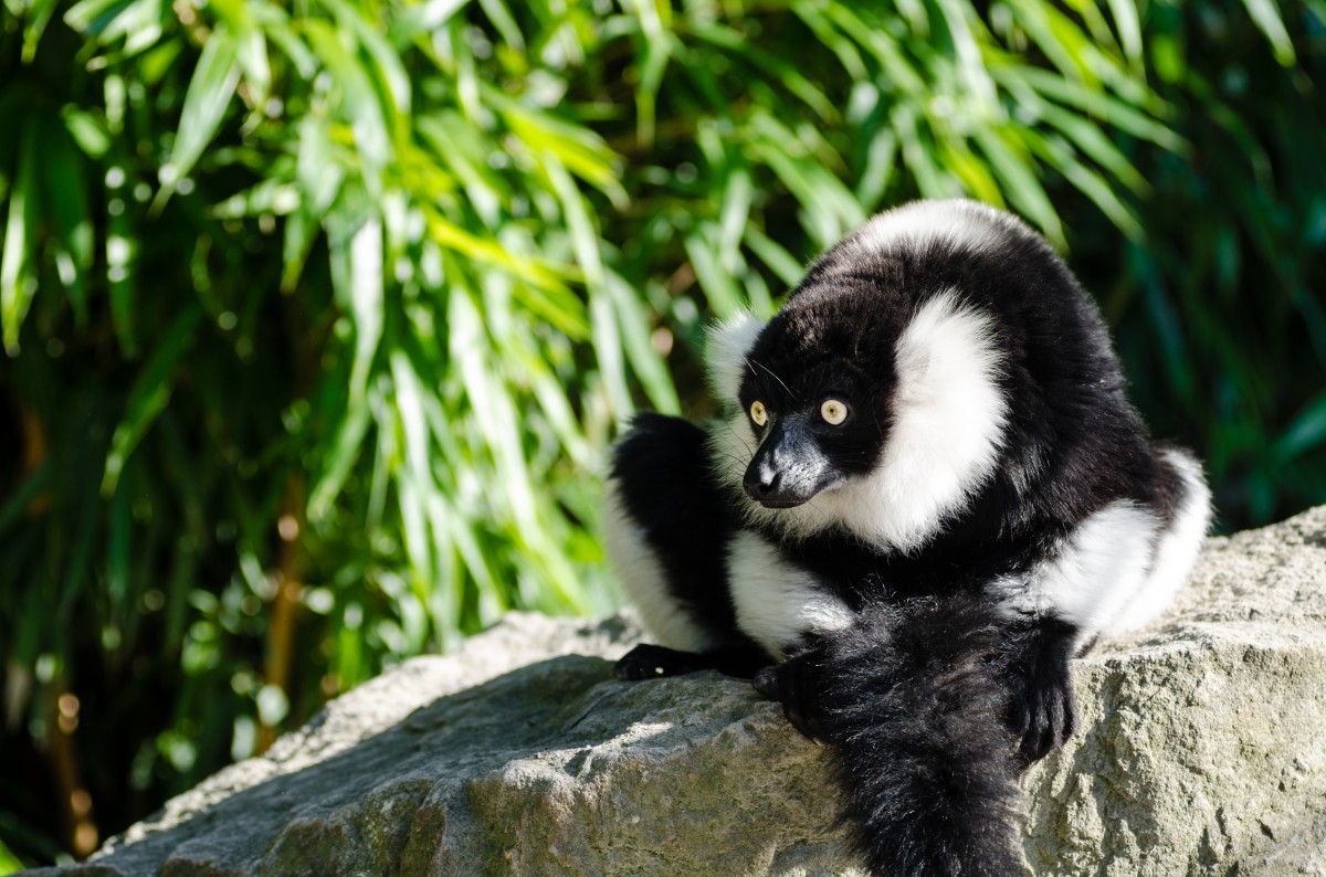 white, animal, wildlife, zoo, mammal, black, fauna, primate, eyes, madagascar, germany, deutschland, schwarz, tier, augen, grn, lemur, tierpark, madagaskar, ruffed, weiser, vari, lemuren, old world monkey, new world monkey