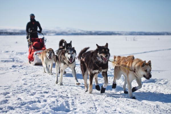 perro,trabajando,nieve,invierno,corriendo,vehículo