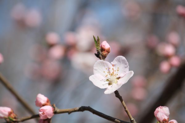 rama,flor,planta,fotografía,Fruta,hoja