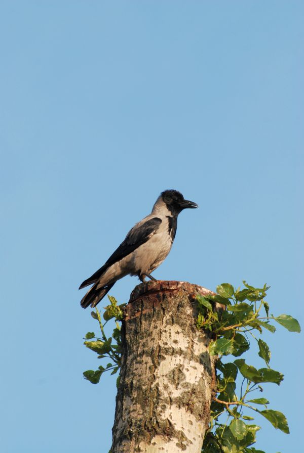 la nature,branche,oiseau,faune,le bec,Nikon