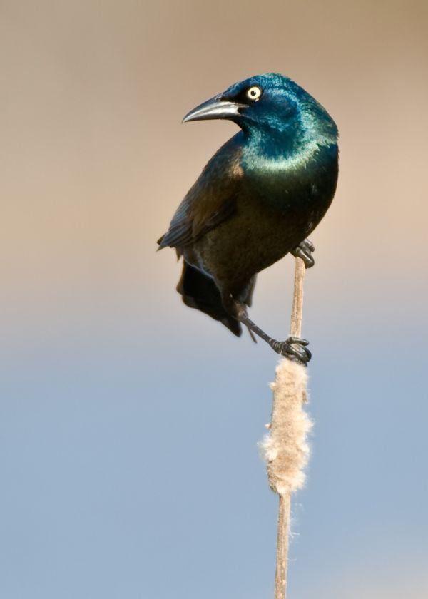 pájaro, escalofriante, ala, animal, mosca, oscuridad