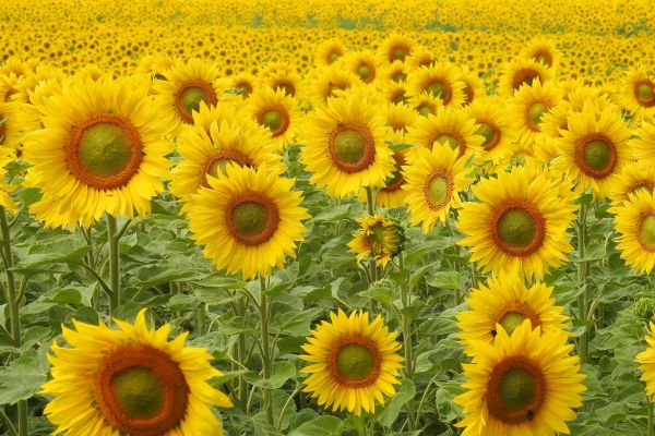 bloesem,fabriek,bloem,bloeien,veld-,zomer