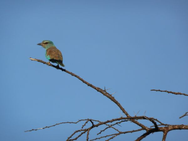 nature, branch, bird, wildlife, tree, wild