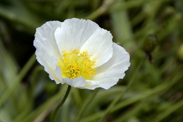 nature, plant, field, meadow, blossom, white