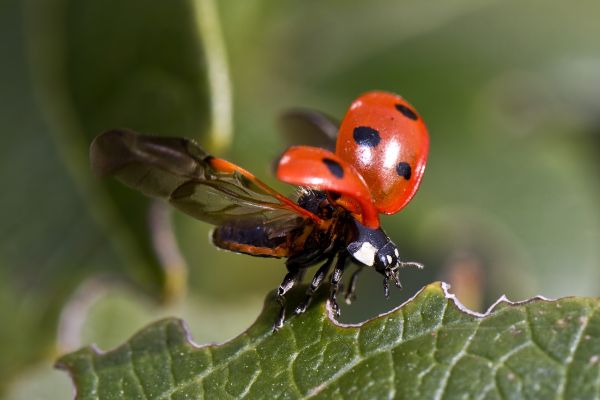 nature,photography,flower,fly,insect,wildlife