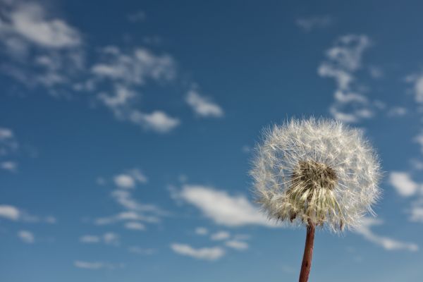 natur,græs,lys,Sky,plante,himmel