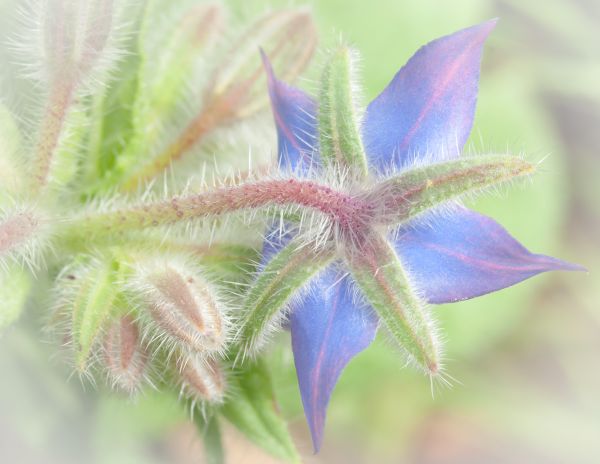 natura,pianta,fotografia,foglia,fiore,petalo