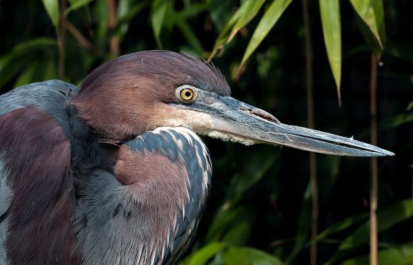 pájaro,fauna silvestre,pico,fauna,de cerca,aves