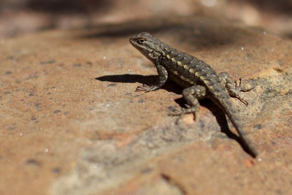 animale sălbatice, târâtoare, amfibiu, faună, şopârlă, Gecko