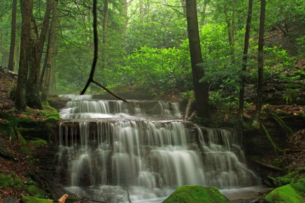 forêt, cascade, ruisseau, randonnée, mousse, été