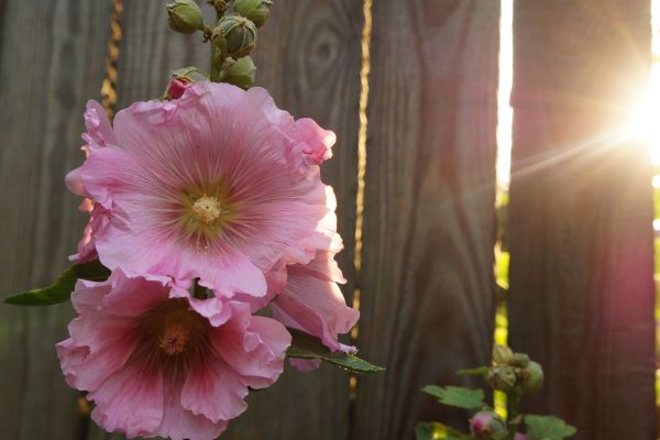 blomma,växt,Sol,blomma,kronblad,rosa