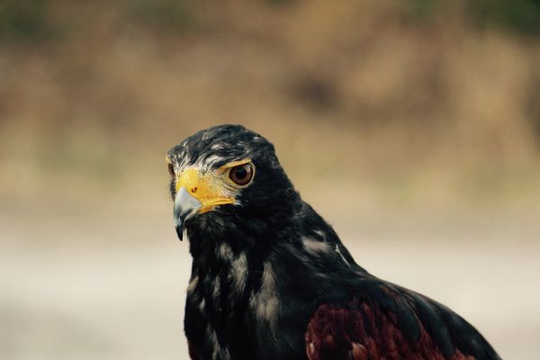 鳥,翼,野生動物,嘴,鷲,鷹