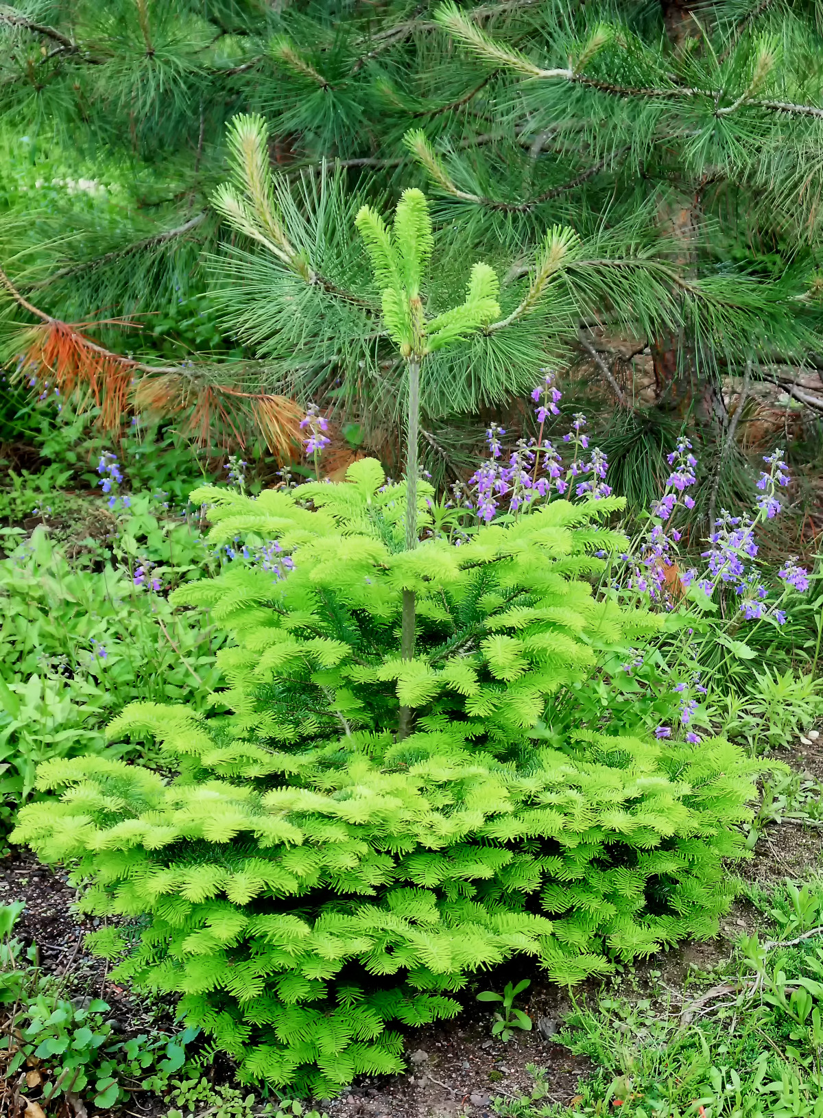 albero, pianta, fiore, sempreverde, botanica, giardino, abete, pianta acquatica, flora, felce, fiori, conifera, abete rosso, vegetazione, arbusto, museo, Finlandia, Helsinki, bosco, cortile, ecosistema, botanico, Kumpula, luonnontieteellinen, luomus, bioma, pianta legnosa, temperata foresta di conifere, impianto di terra, felci e equiseti