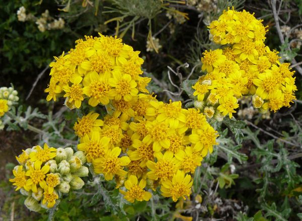 planta,flor,hierba,hojas perennes,amarillo,flora