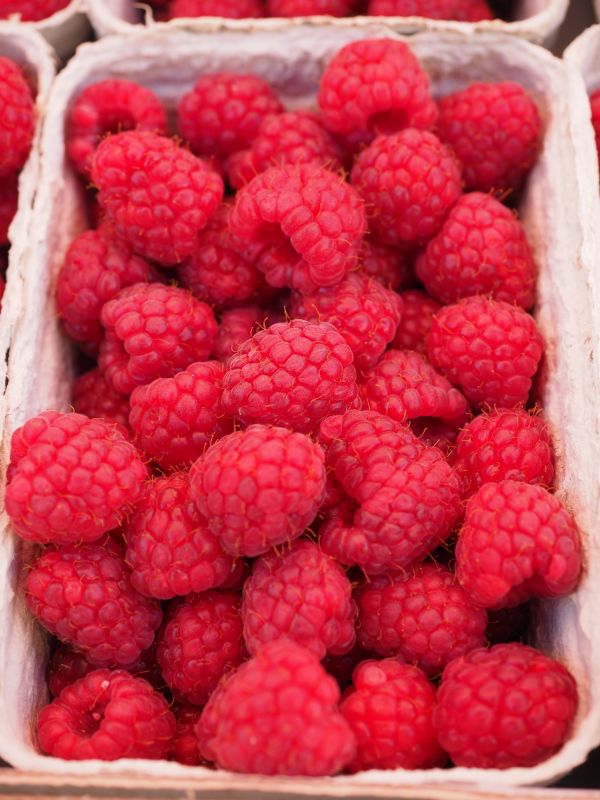 plante,framboise,fruit,baie,doux,aliments